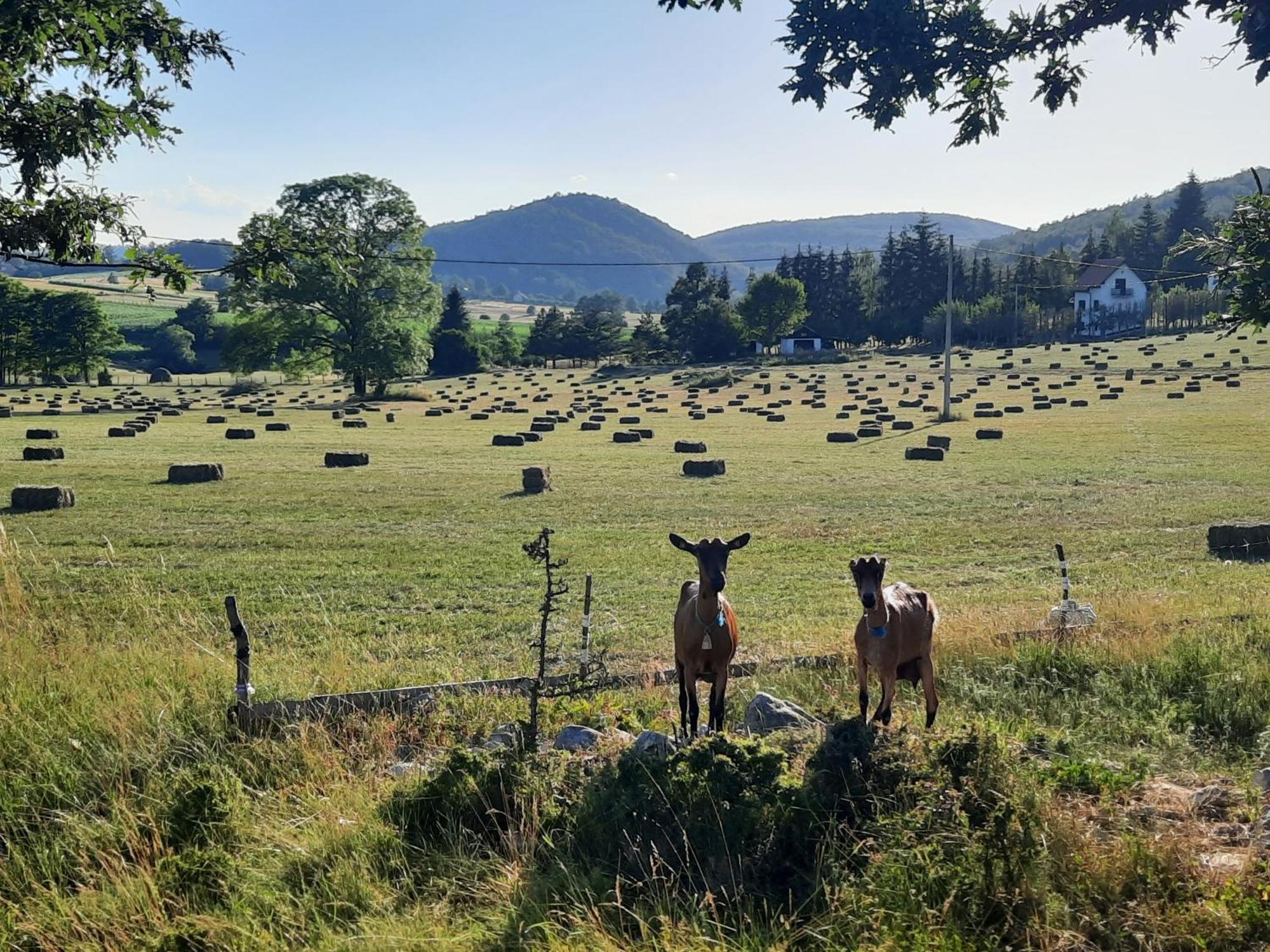 Seoski Turizam Melovic Rozanstvo Bagian luar foto